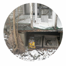 Feral Cats Image.png